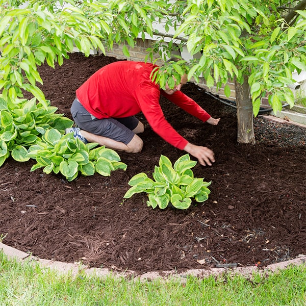 mulch installation cost will vary depending on the size of the garden and the type of mulch being used